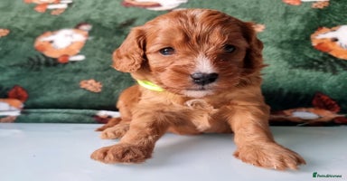 Cavapoo dogs - Advert 5