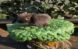Mini Lop rabbits for sale: Pure bred Mini Lop Bunnies - Image 18