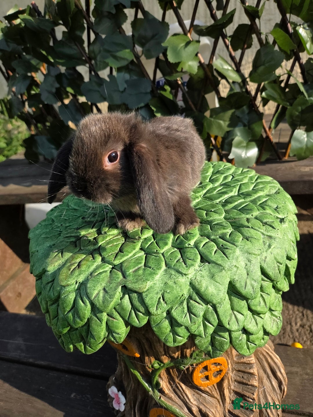 Mini Lop rabbits for sale: Pure bred Mini Lop Bunnies - Image 18