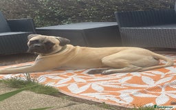 Bullmastiff dogs for stud: Lenny is up for stud  - Image 4