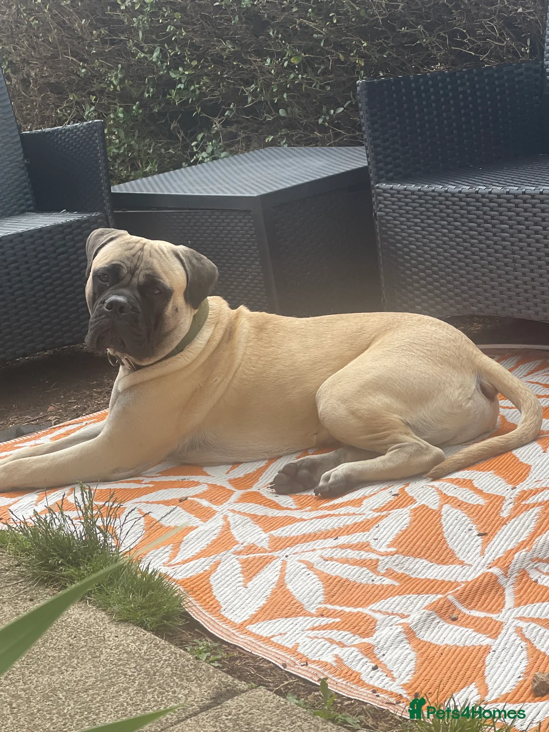 Bullmastiff dogs for stud: Lenny is up for stud  - Advert 5