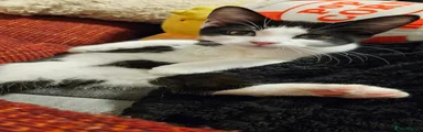 Scottish Fold 1