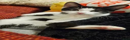 Scottish Fold cats for sale: Healthy scotish fold mix - Advert 19
