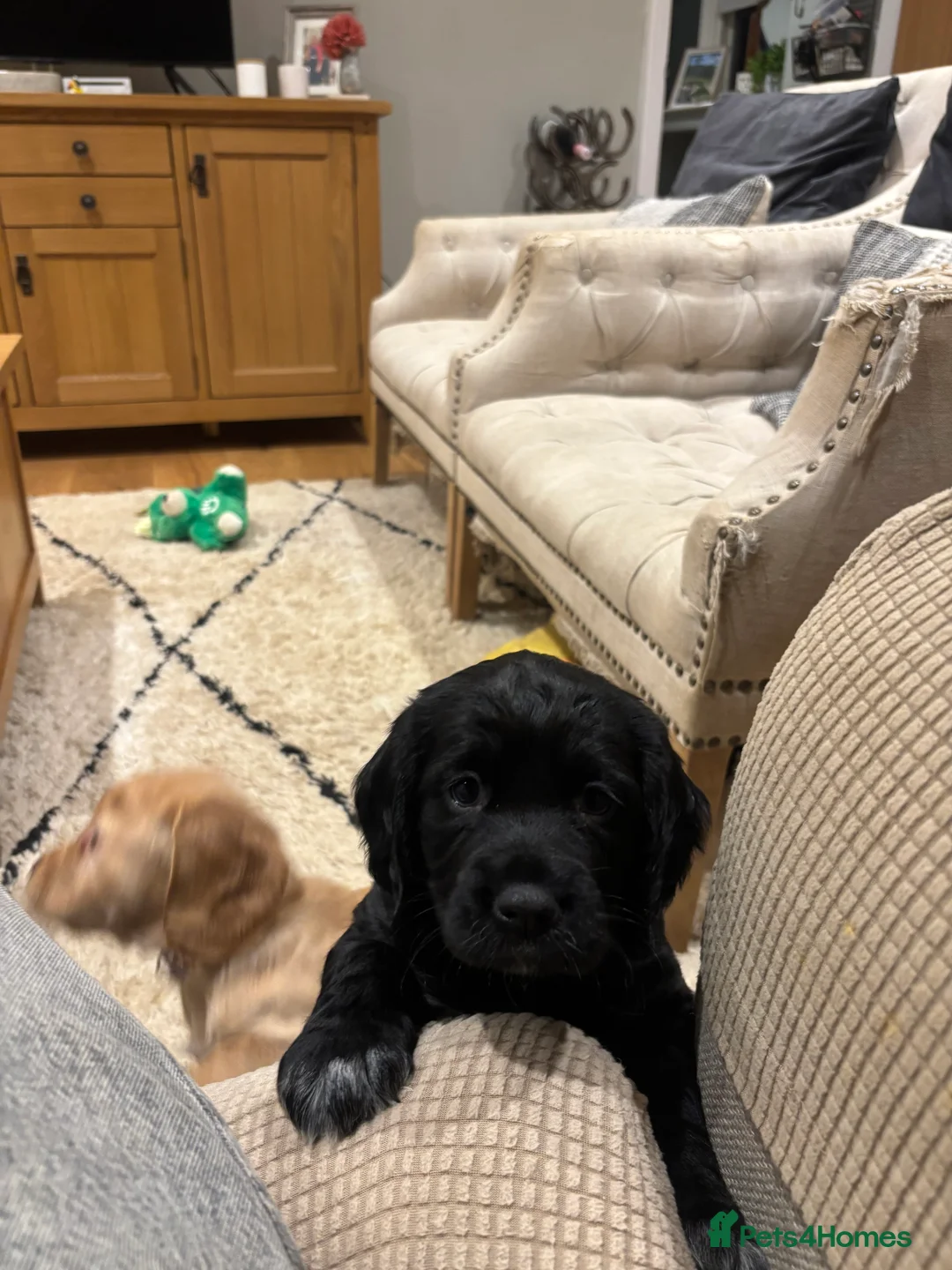 Cocker Spaniel dogs for sale: Working cocker spaniel pups - Advert 7