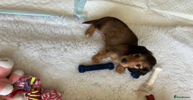 Miniature Dachshund dogs - Advert 8