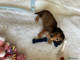 Miniature Dachshund dogs - Advert 8