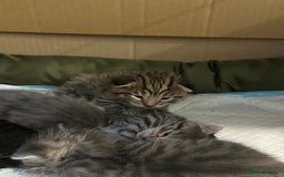 British Shorthair cats for sale: BEAUTIFUL BRITISH SHORT HAIR CROSS KITTENS - Image 8