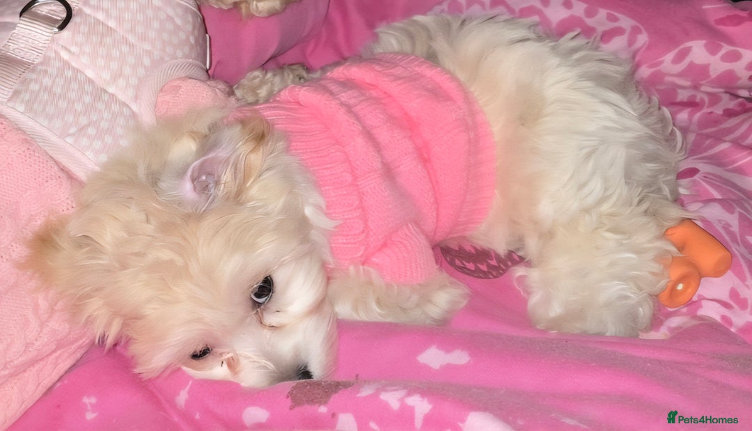 Yorkiepoo dogs for sale: Bella the yorkipoo - Advert 1