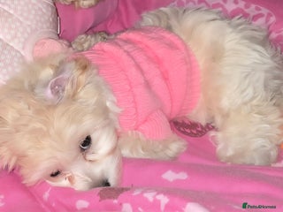 Yorkiepoo dogs Bella the yorkipoo - Advert 4