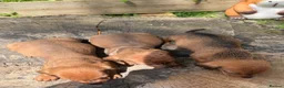 Dachshund dogs for sale: Beautiful Dachshund pups in Whitby - Advert 13