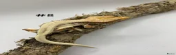 Gecko reptiles for sale: NEW Adult + Juvenile Crested Geckos + Lilly Whites - Advert 15