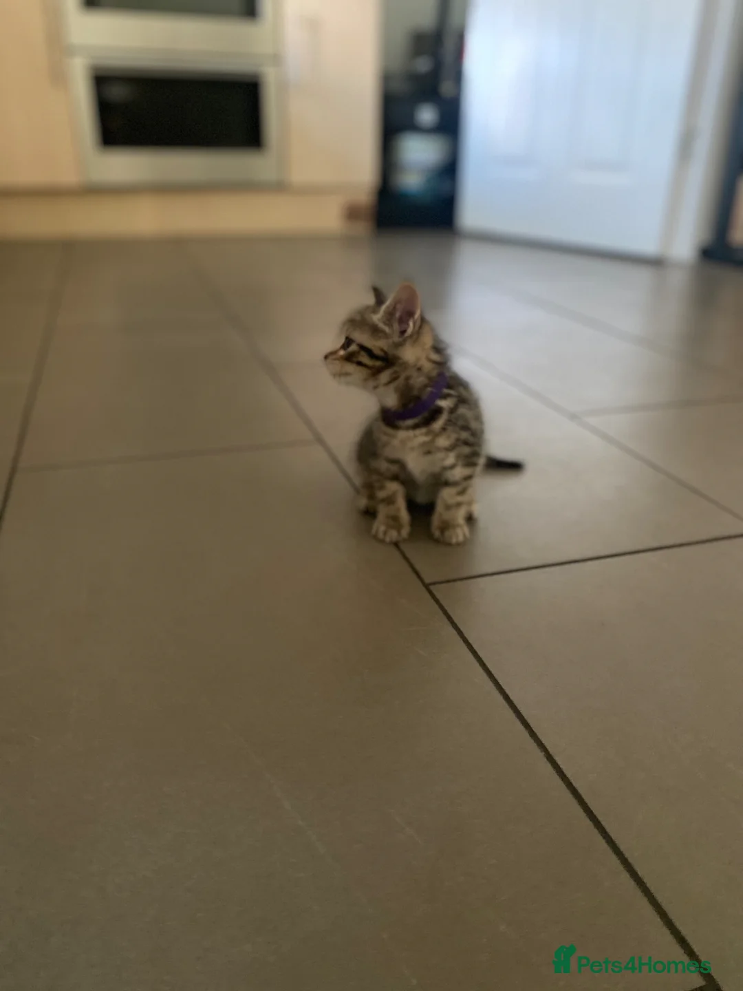 Mixed Breed cats for sale: Beautiful characterful kittens for sale. - Advert 34