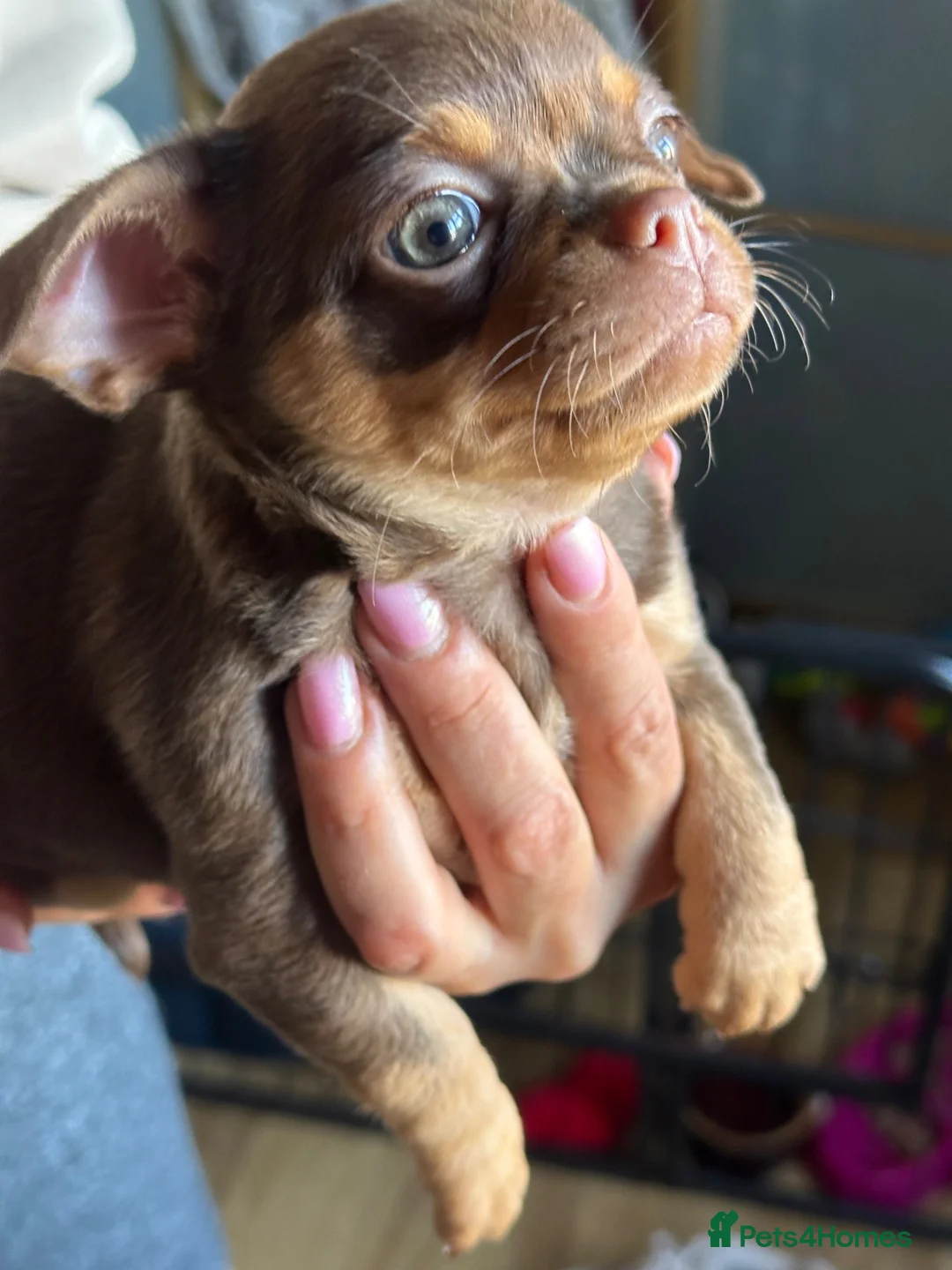 Chihuahua dogs for sale: Chihuahua puppies - Advert 2