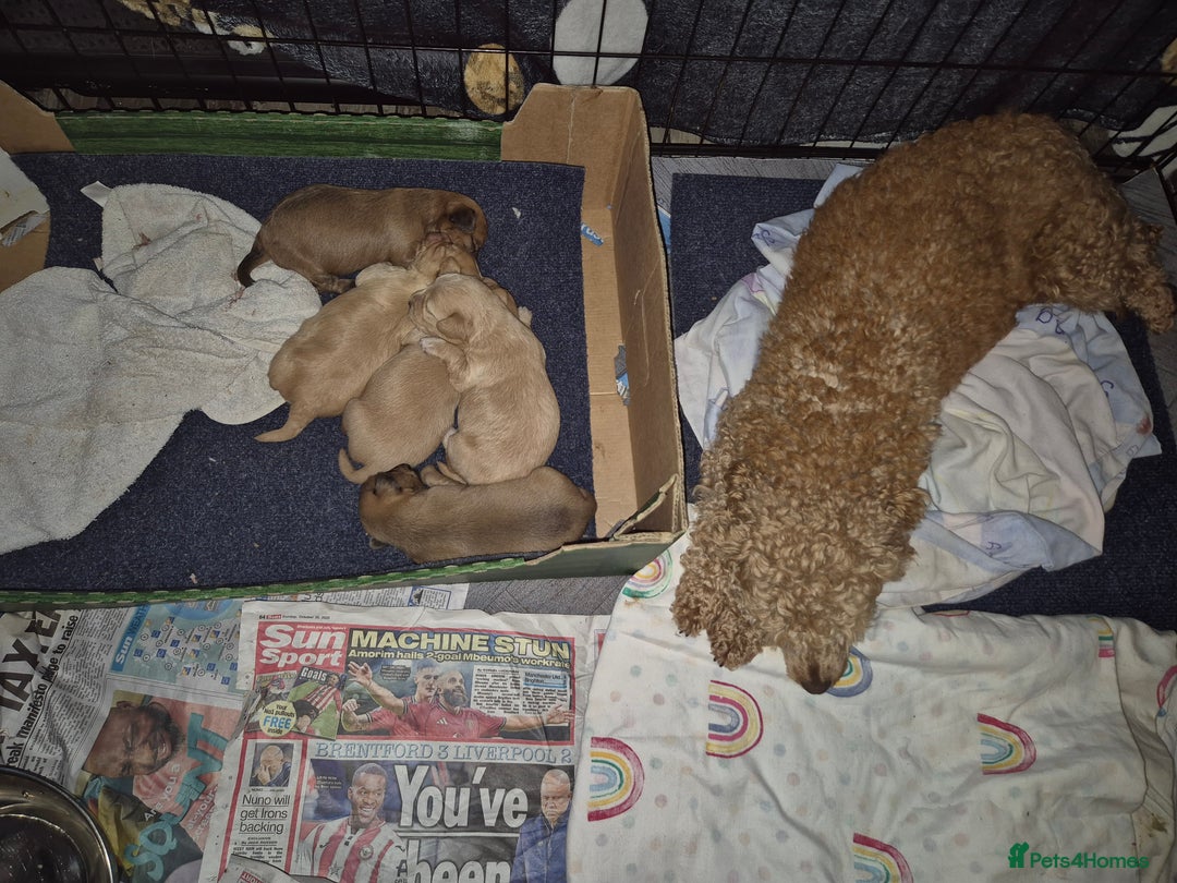 Chipoo dogs for sale: Beautiful chipoo puppys  - Advert 7