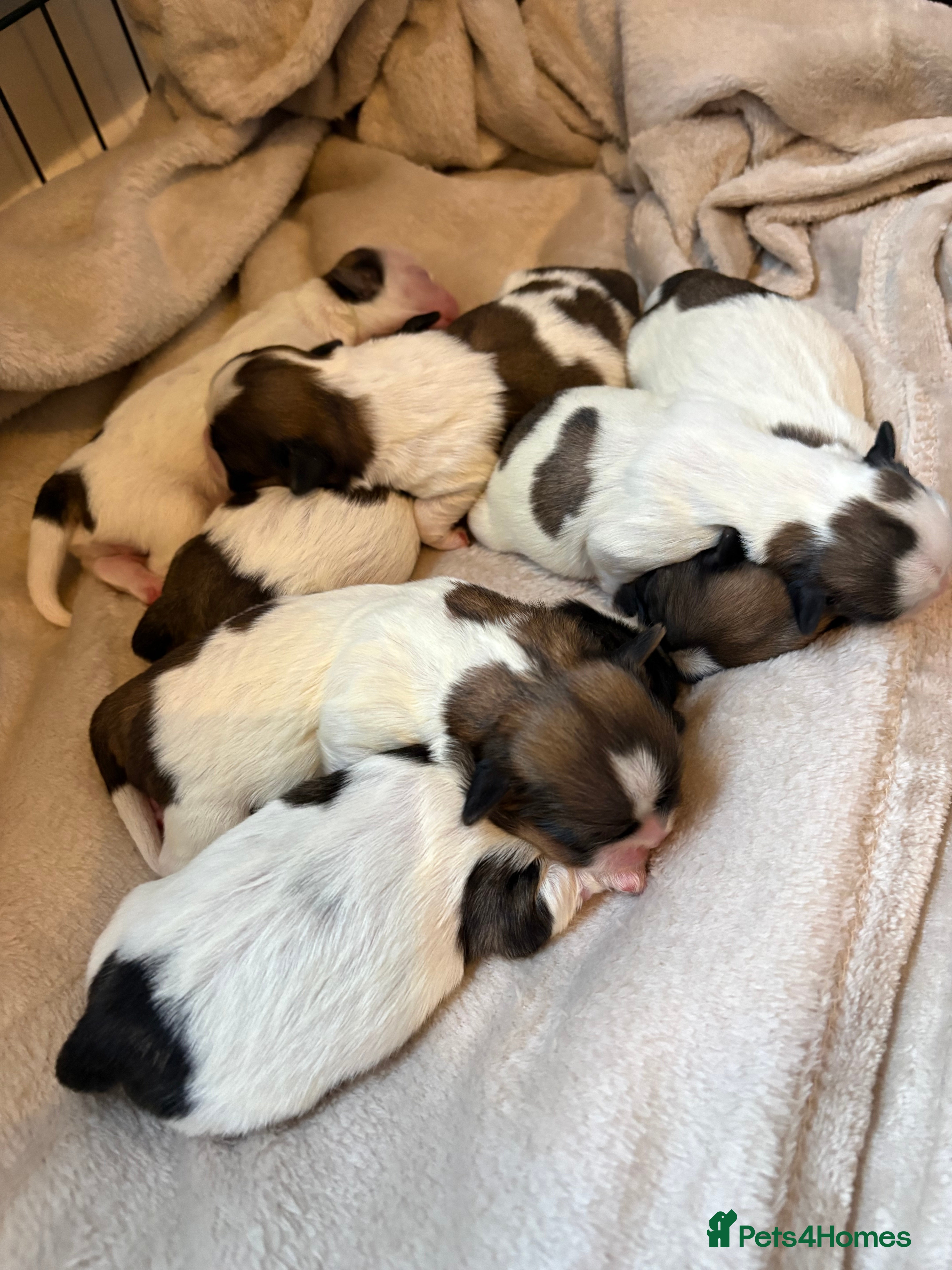 Shih Tzu dogs Shih tzu - Advert 18