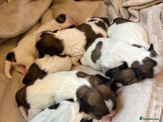 Shih Tzu dogs Shih tzu - Advert 18