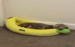 Dachshund dogs for sale: Slinky - Image 7