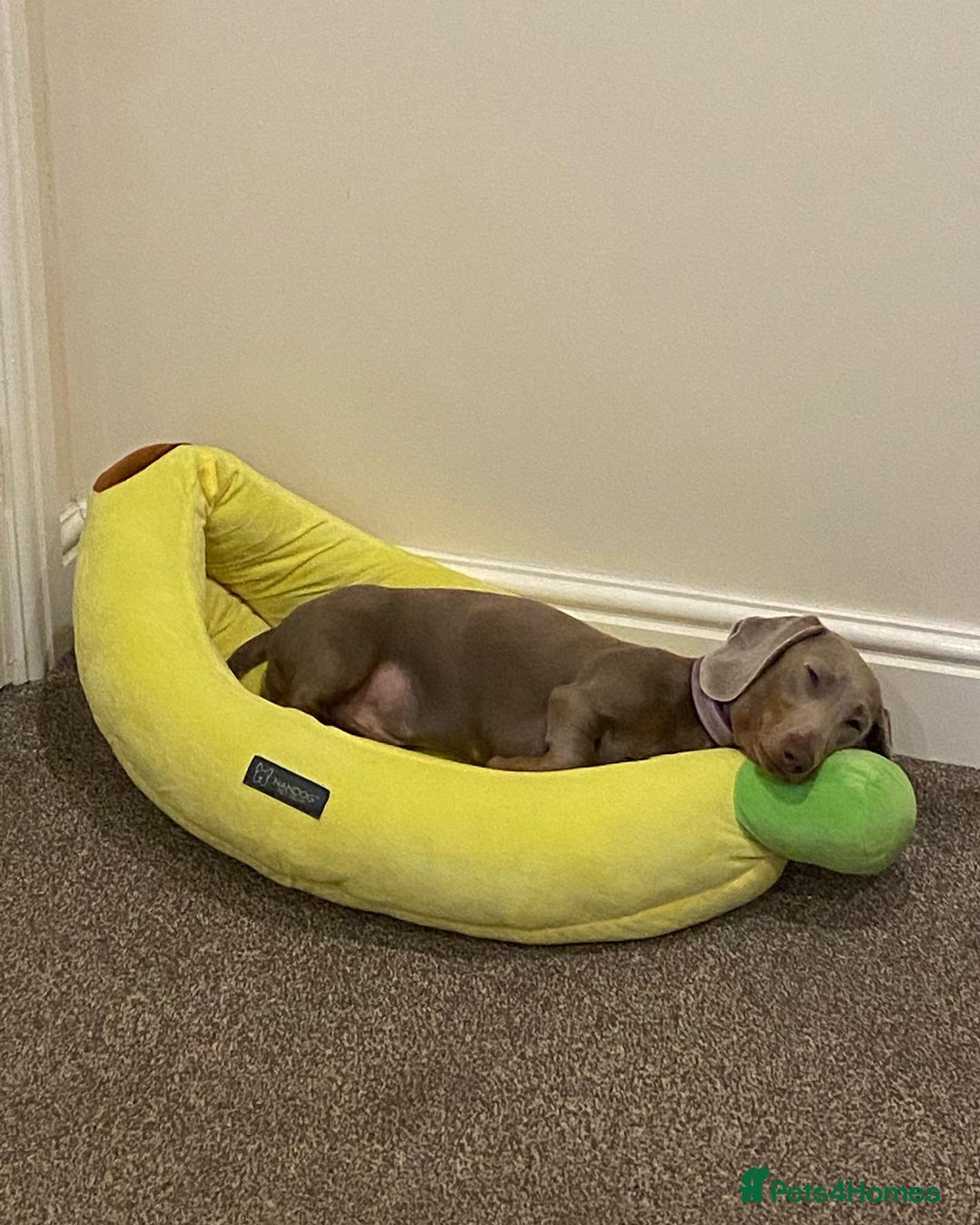 Dachshund dogs for sale: Slinky - Image 7