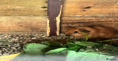 Guinea Pig rodents - Advert 6