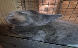 Mixed Breed cats for sale: Lovely  kittens  ready  to go - Image 9