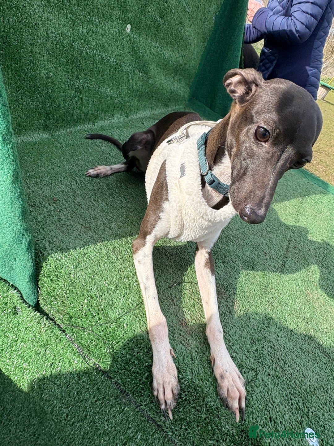 Italian Greyhound dogs for stud: Italian Greyhound (miniature) STUD PROVEN - Image 2