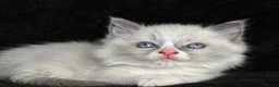 Ragdoll cats for sale: Sweet Ragdoll Kittens Looking for Loving Families  - Advert 6