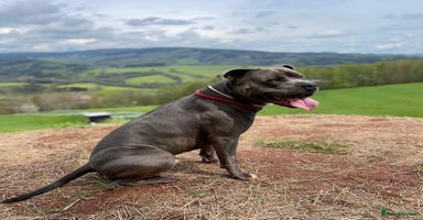 Staffordshire Bull Terrier dogs  ❤️ Beautiful Staffordshire puppies 🐶 - Advert 8