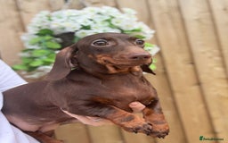 Miniature Dachshund dogs for sale: 🩷Stunning Chocolate & Tan Girl 🩷  in Stafford - Image 4