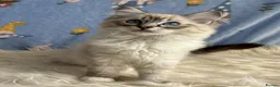 Ragdoll cats for sale: Beautiful TICA Registered Ragdoll Kittens - Advert 4