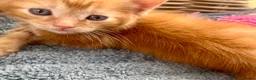 Ragdoll cats for sale: Handsome well handled and social ginger ragdoll x - Advert 26