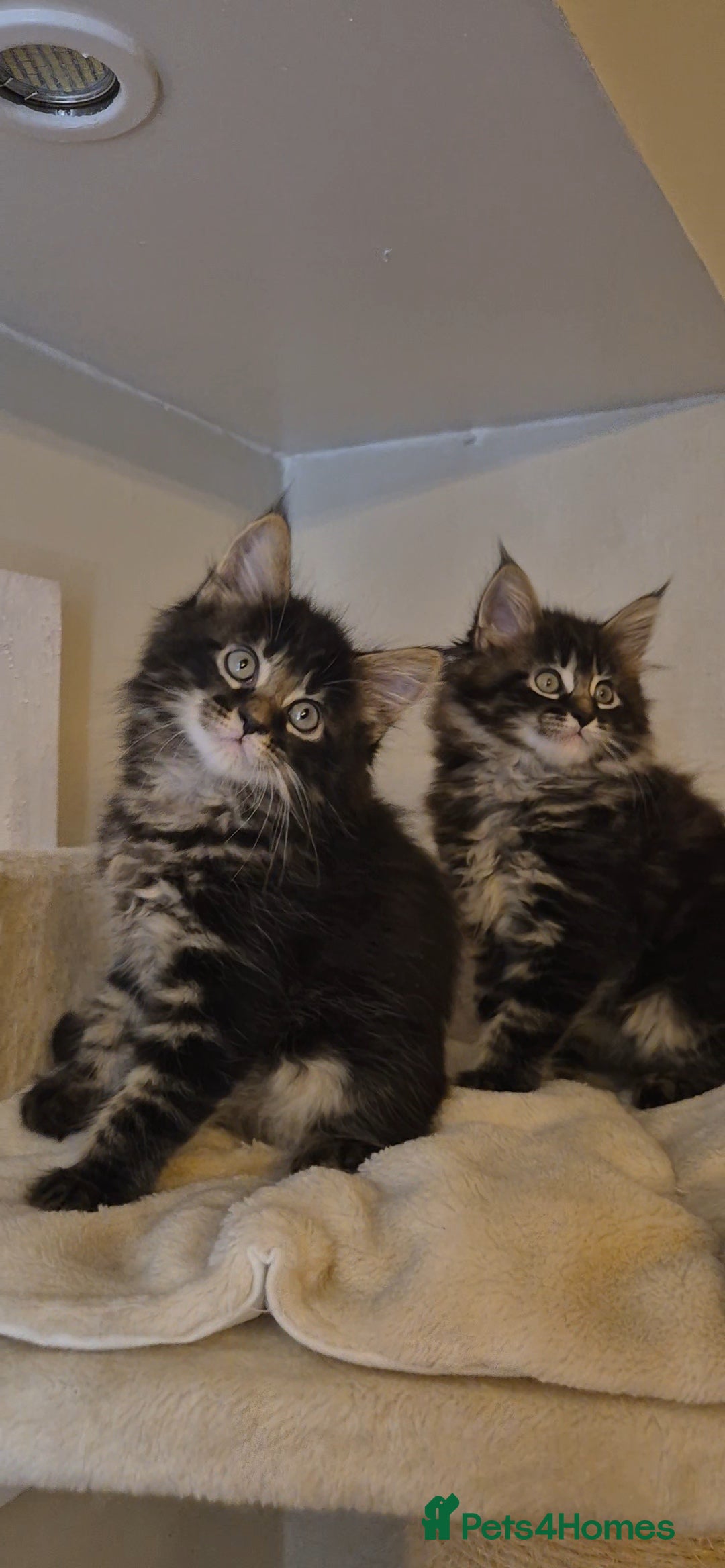 Maine Coon cats for sale: Friendly Maine coone mix baby's ready to go  - Advert 20