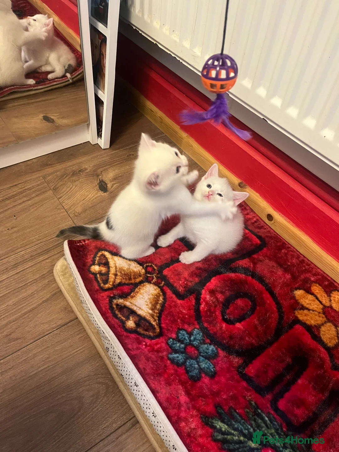 Mixed Breed cats for sale: kittens  in Hull - Advert 2