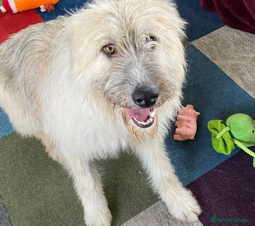 Mixed Breed dogs for adoption: MOLLY - WITH A HEART AS BIG AS HER PAWS - Advert 2