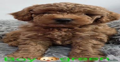 Maltipoo dogs - Advert 3