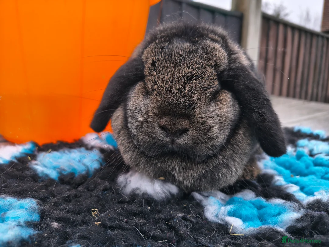 Mini Lop rabbits for sale: Beautiful steel mini lop doe - Advert 2