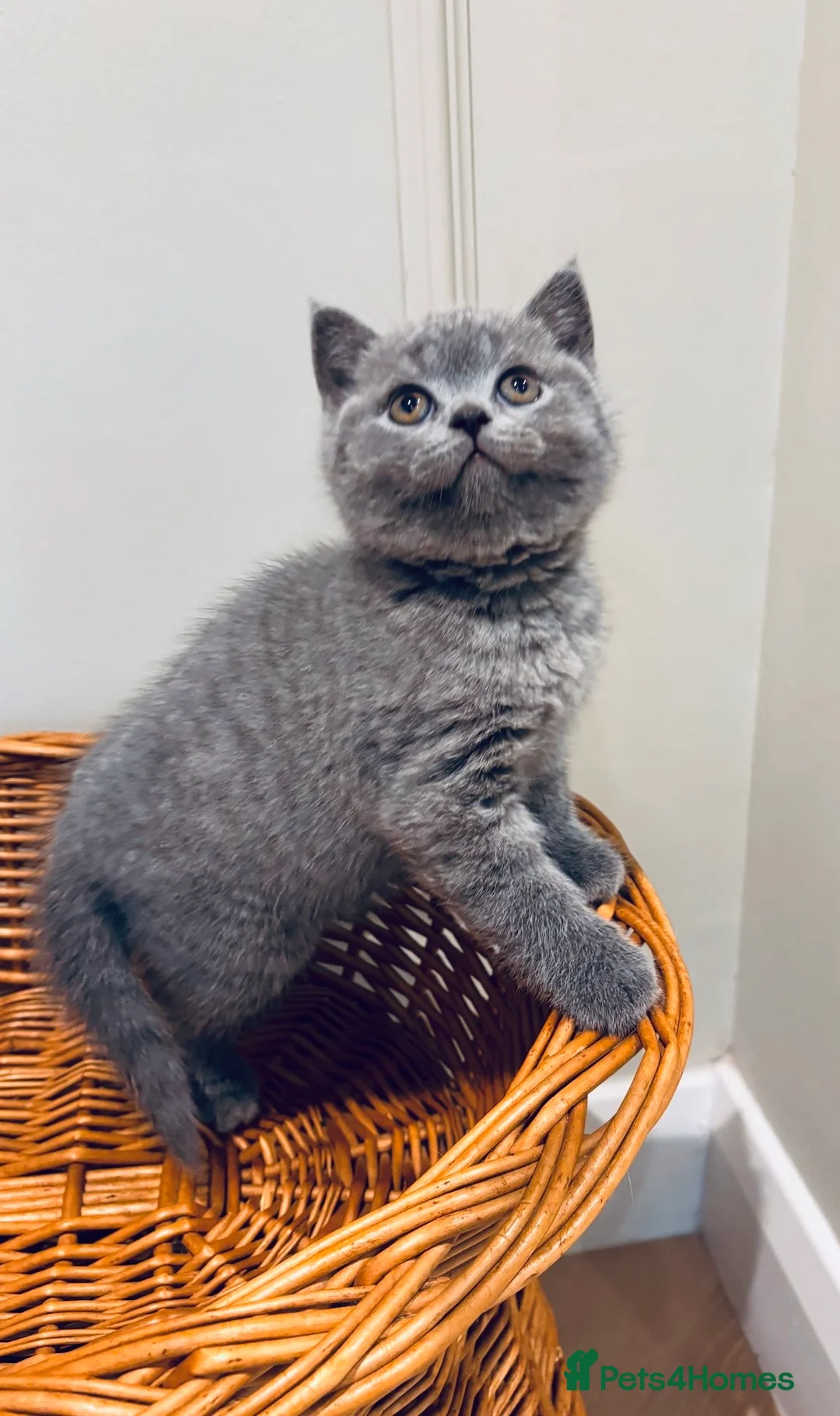British Shorthair cats for sale: GCCF BSH beautiful chunky female  - Advert 9