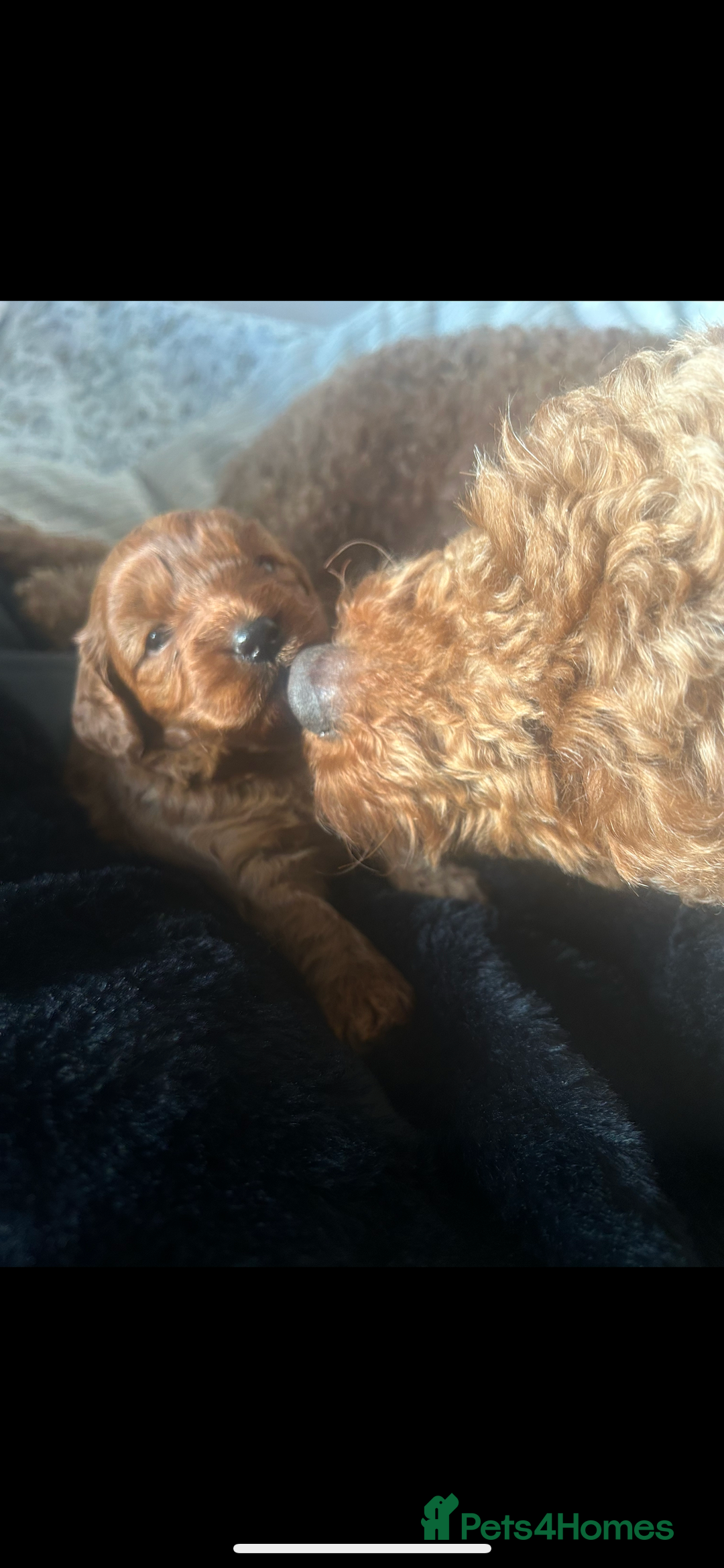 Cavapoo dogs for sale: Cavapoo puppies for sale  - Image 1