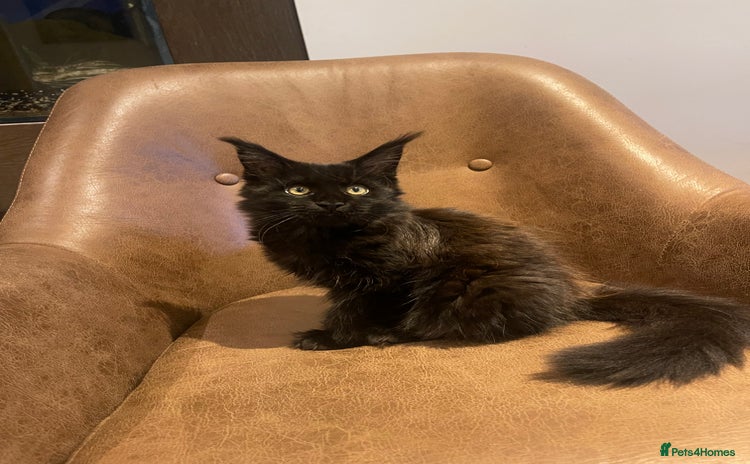 Maine Coon cats - Advert 1