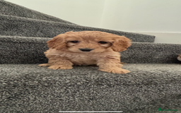 Maltipoo dogs for sale: Toy maltipoo puppies - Advert 7