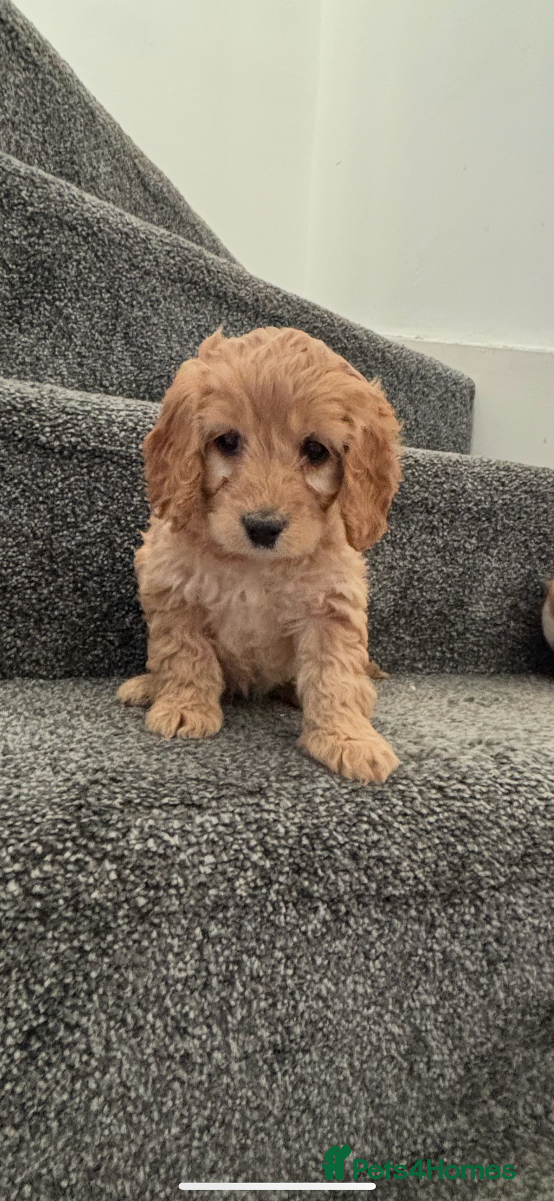 Maltipoo dogs for sale: Toy maltipoo puppies - Advert 7