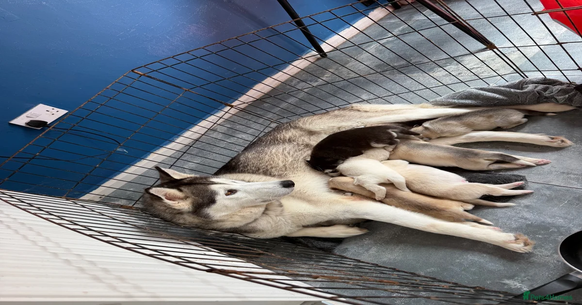 Siberian Husky Puppies for sale in Pudsey, West Yorkshire | Pets4Homes
