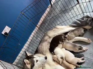 Siberian Husky dogs Siberian Husky - Advert 1