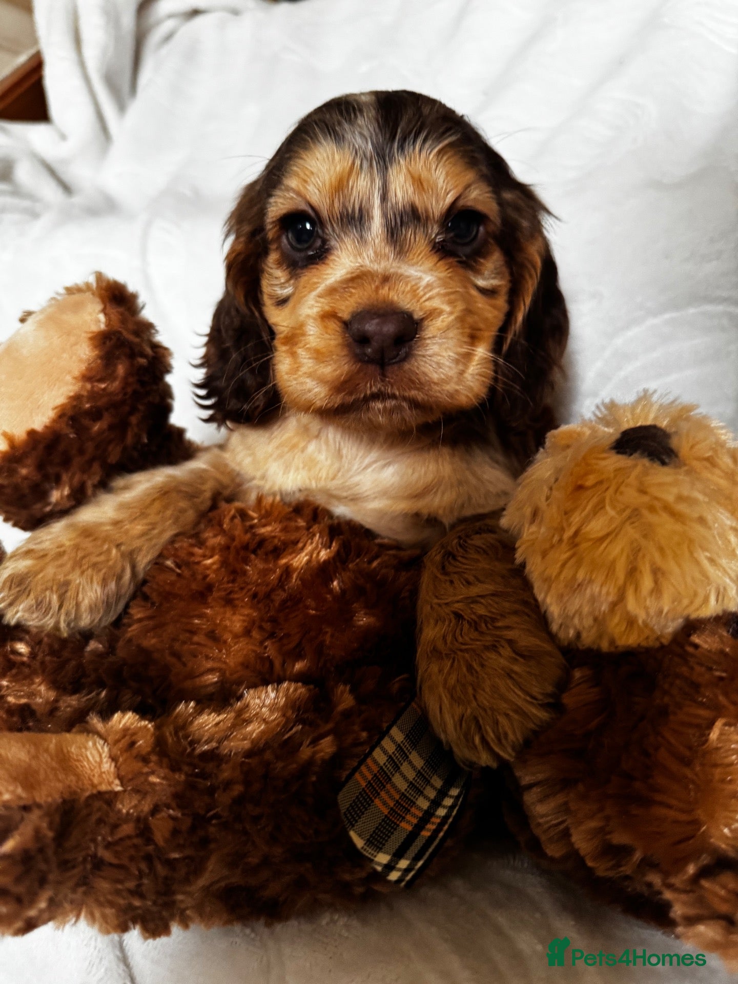 Cocker Spaniel dogs for sale: Show type cocker spaniels  - Advert 1