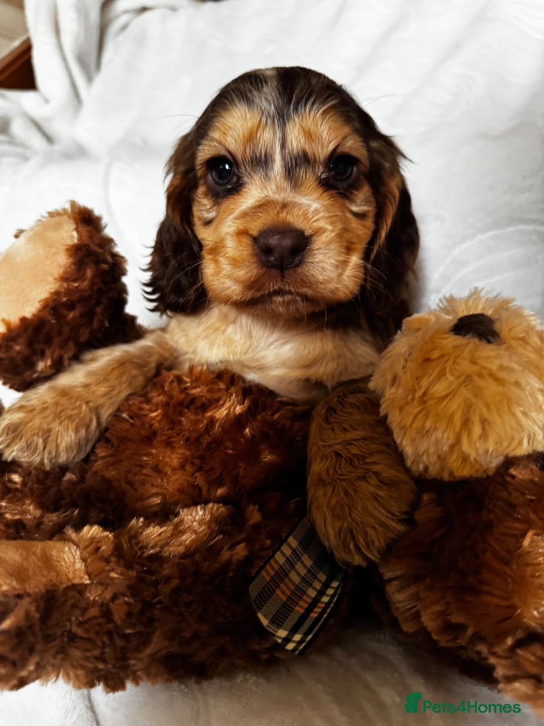 Cocker Spaniel dogs for sale: Show type cocker spaniels  - Advert 1