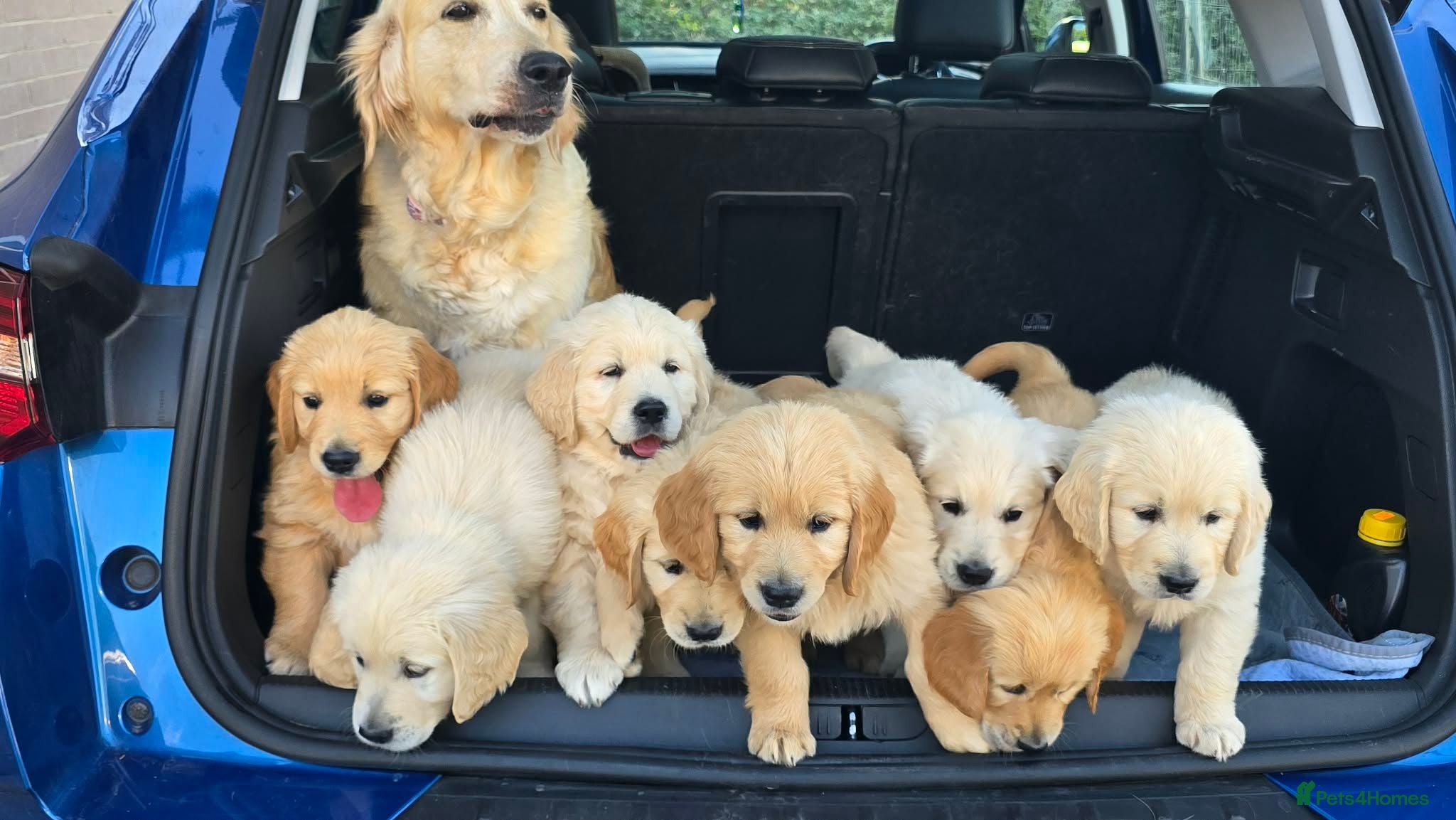 Golden Retriever dogs Golden retriever puppies - Advert 4