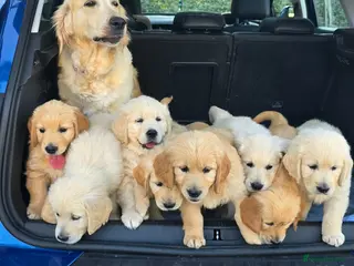 Golden Retriever dogs Golden retriever puppies - Advert 4