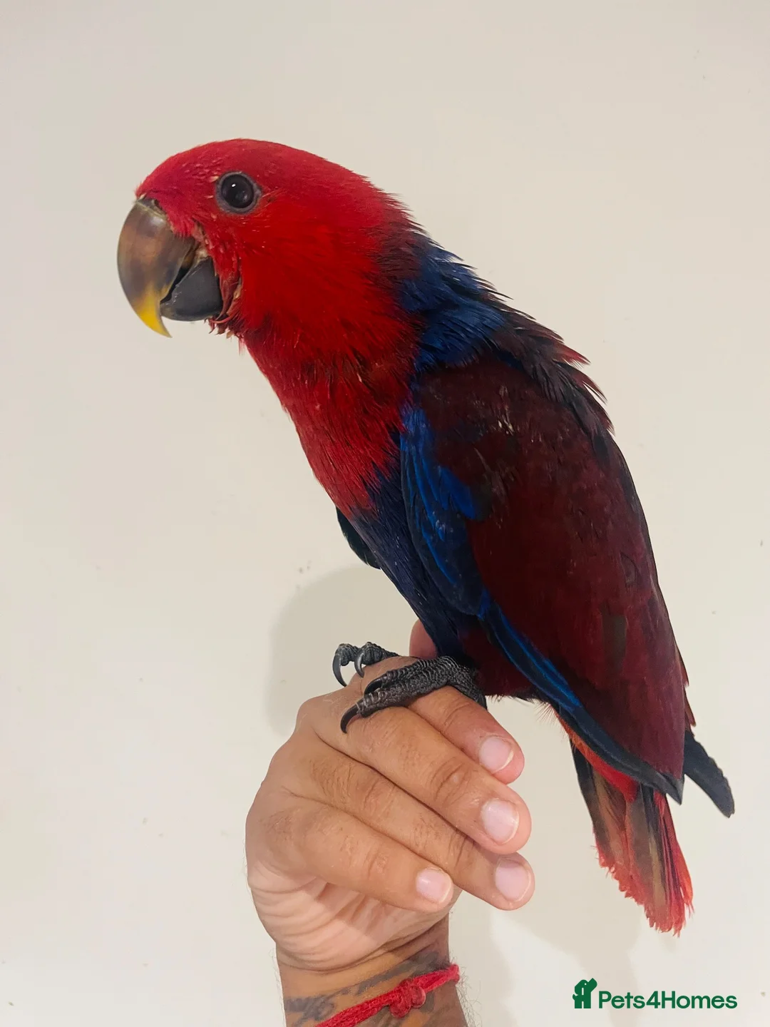Parrots birds for sale: Hand reared Female Eclectus for sale  - Advert 2