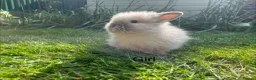Lionhead rabbits for sale: Mini double maned lionheads and mini lops  - Advert 15