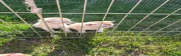 Bengal cats for sale: Rare Snow bengal x fold in Boston - Advert 3