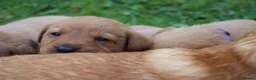 Labrador Retriever dogs for sale: Red lab pups - Advert 4